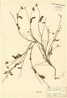 藏品(馬蹄豆屬)的圖片